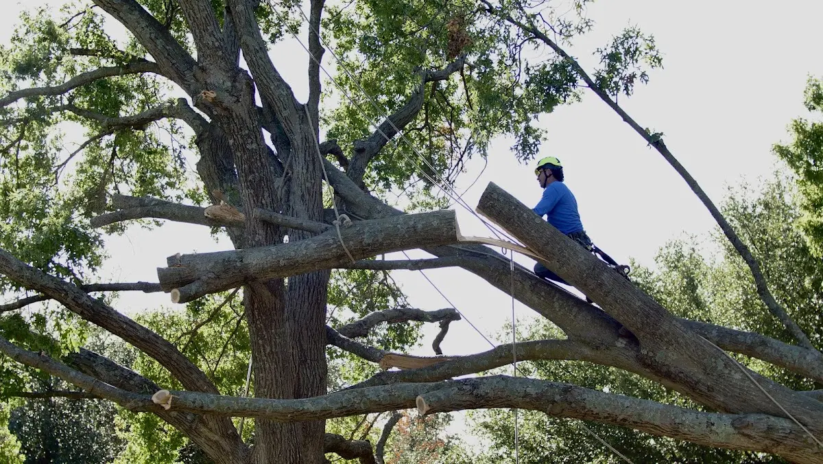 Professional Crown Thinning performed by certified arborists in Saint Marys