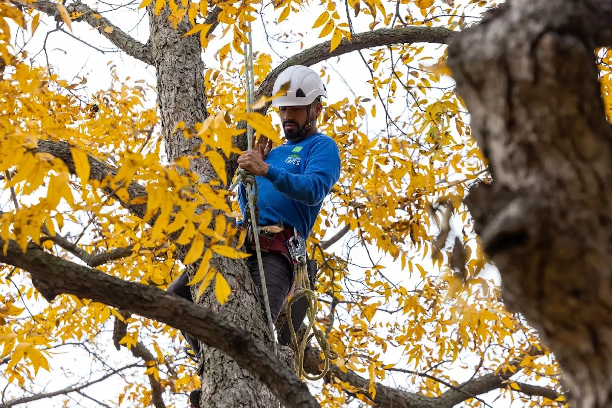 Skilled Tree Planing crew working in Saint Marys